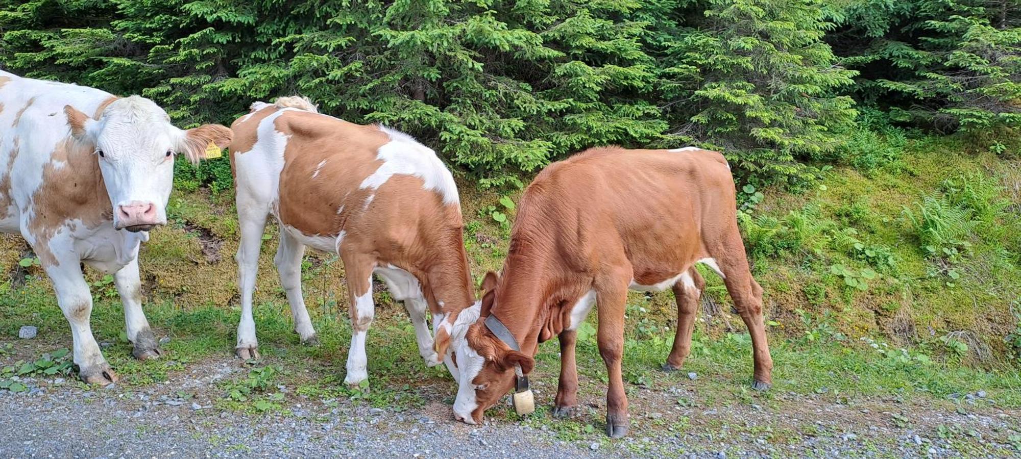 Ferienwohnung Hartlgut Bad Hofgastein Zewnętrze zdjęcie