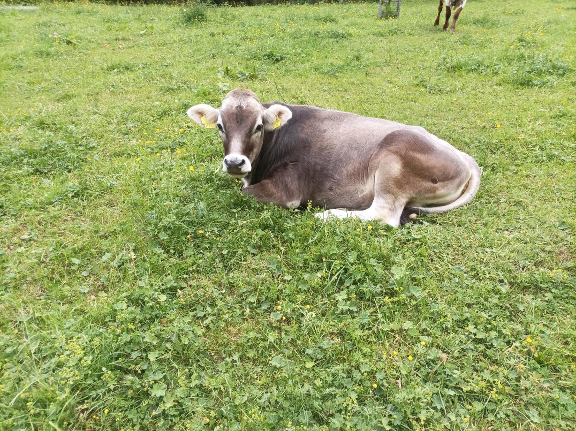 Ferienwohnung Hartlgut Bad Hofgastein Zewnętrze zdjęcie